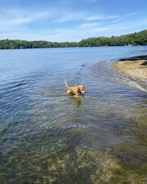 Jack, Dan's golden dog, wading in a clear lake with a ball in its mouth