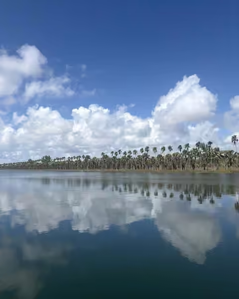 Rows of palms along the shore of the Homestead site, with clouds mirrored in the lake